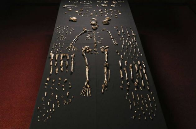 homo_naledi