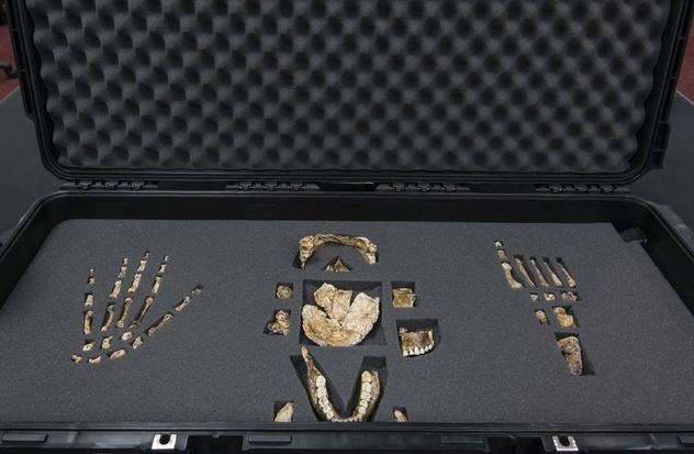 homo_naledi_valigia