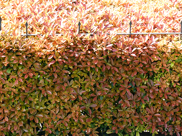 160410.settembrini balcone.12